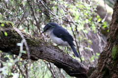 Eopsaltria georgiana