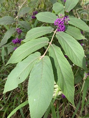 Callicarpa rubella