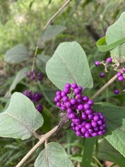 Callicarpa rubella