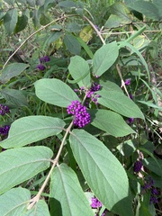 Callicarpa rubella