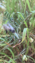 Vicia benghalensis