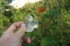 Rubus tephrodes