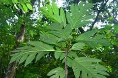 Artocarpus treculianus