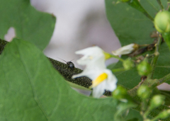 Ellipsidion