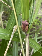 Chalcopis glandulosa