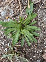 Taraxacum macroceras
