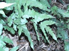 Tectaria subtriphylla