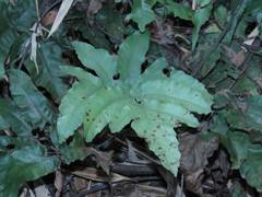 Tectaria subtriphylla