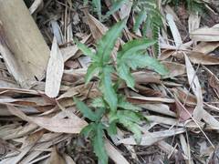 Tectaria subtriphylla