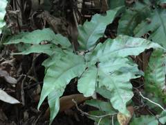Tectaria subtriphylla