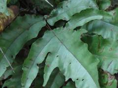 Tectaria subtriphylla