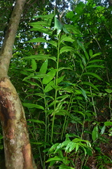 Alpinia flabellata