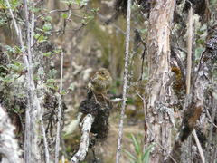 Grallaria quitensis