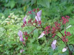 Hydrangea densifolia