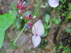 Hydrangea densifolia
