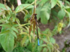 Oxyallagma dissidens