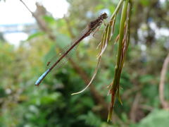 Oxyallagma dissidens