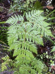 Loxsoma cunninghamii