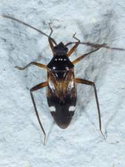 Eustictus