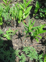 Lilium concolor partheneion
