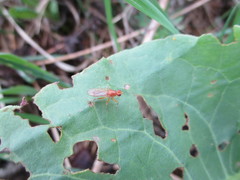Norellisoma spinimanum