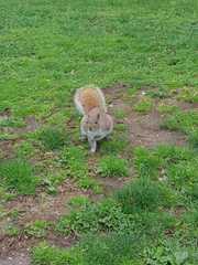 Sciurus carolinensis