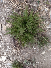 Taraxacum ceratophorum
