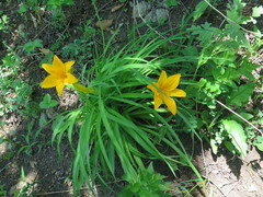 Hemerocallis middendorffii