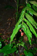 Alpinia flabellata