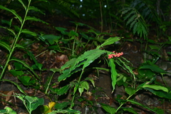 Alpinia flabellata