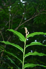 Alpinia flabellata