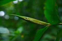 Alpinia flabellata