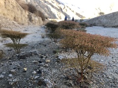 Eriogonum rixfordii