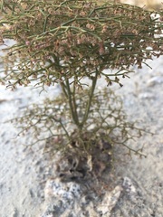 Eriogonum rixfordii