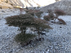Eriogonum rixfordii