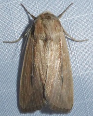 Leucania phragmitidicola