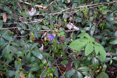 Vinca minor