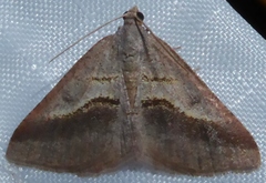 Digrammia subminiata