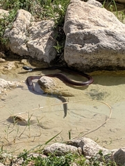 Naja arabica