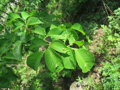 Ulmus macrocarpa