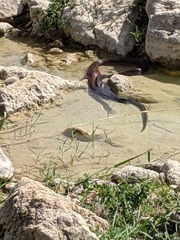 Naja arabica