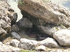 Naja arabica