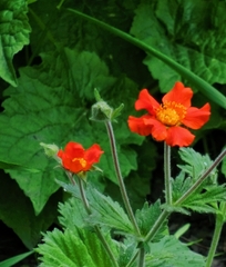 Anemonastrum villosissimum