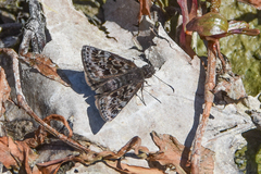 Erynnis martialis