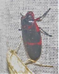 Huaina inca