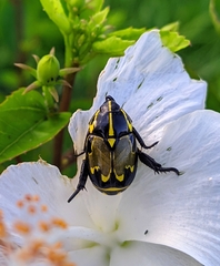 Rutela