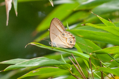 Lethe syrcis