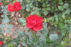 Rosa