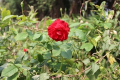 Rosa