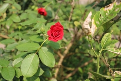 Rosa